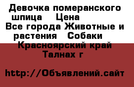 Девочка померанского шпица. › Цена ­ 40 000 - Все города Животные и растения » Собаки   . Красноярский край,Талнах г.